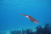 Bonaire 2018 7